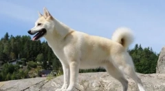 Melyik országban volt a kutya, és igaz