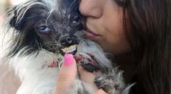 A leginkább csúnya kutyák közötti verseny kaliforniában (12 fotó) tartották