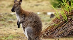Wallaby kenguru