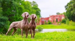 Weimaraner (fotó): az igazi vadász legjobb barátja