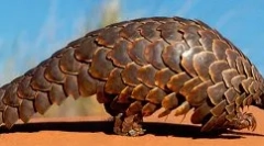 Magnificent pangolin: pikkelyes állat
