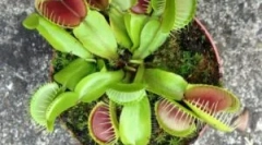 Veinellery mukholovka - egy virág, amely rovarokat eszik