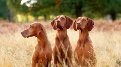 Magyar felemelt (fotó): szép vadász fényes megjelenéssel