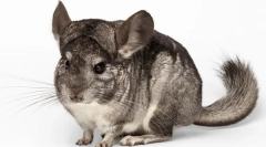 A csincsilla súlya és mérete hónapokig