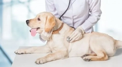 Állat-egészségügyi ellenőrzés