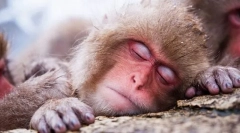 Az állatok látják az álmokat?