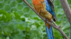 A közepes méretű házias papagájok típusai