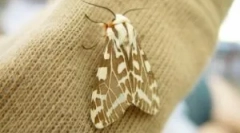 A molyok megtekintése és jellemzői