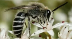 A vad méhek típusai és életmódja