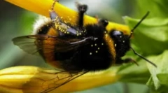 A bumblebee életének fajai és jellemzői