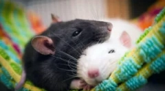 Patkányok típusai és fajtái