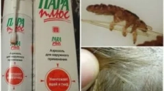 Típusok és pénzeszközök alkalmazása steam plus a tetvekből