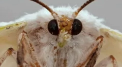 A lepkék fejlesztésének típusai és szakaszai