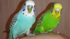 A hullámos papagájok típusai