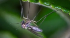 Szúnyogok és élőhelyek típusai
