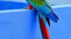 A nagy otthoni papagájok típusai