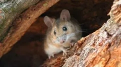 A természetben lévő egerek típusai