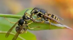 Az operációs rendszertípusok