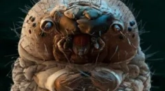 Az emberi testben élő paraziták kilátása