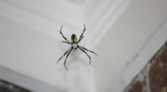 A pókok típusai behatoló ház vagy lakás