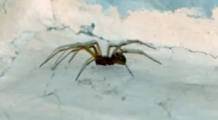 Az otthon élő pókok típusai