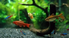 Az akvárium tartalmára alkalmas halat