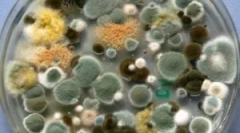 A formák típusai, összetétele és tulajdonságai