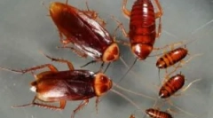 Az otthonunkban lévő csótánytípusok