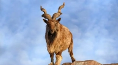 Rolling kecske (marchkur)