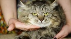 Macska vírus leukémia