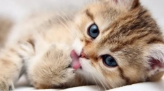 Whiskas a cica: részletes áttekintése a feed vonal a legkisebb