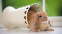 Hajtsa le a törpe nyulakat