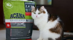 Vitaminok és ásványi anyagok a macskához