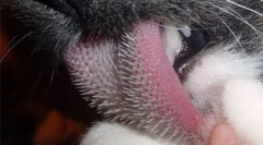 Kóstolási függőség macskák és macskák