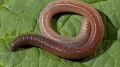 Az esővilágok külső szerkezete és életmódja