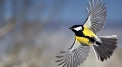 A madár belső szerkezete