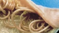 Belső paraziták (endoparaziták)