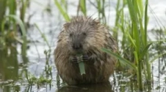 Víz rat: leírás és életmód