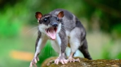 Víz opossum