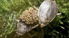 Vízi ágykák: típusok és életmódok