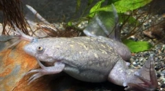 Vízparti békák a természetben és az otthoni akváriumban