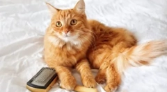 A haj nem esik: macskák