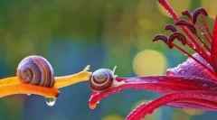 Mágikus miniatűr világa csigák vyacheslav mishchenko (12 fotók)