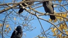 Reggel a képkockák: a madár viselkedésének okai, jelek