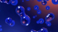 A szervezetek sokszorosítása