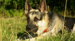 Kelet-európai pásztor