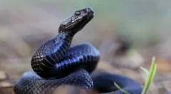 A vipera harapásának hatása az emberi testre