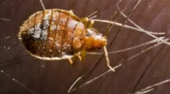 A hibákból származó veszélyek és veszélyek