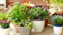 Párgyak a beltéri színeken