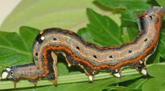 Rosszindulatú rovarok